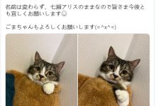 新东家终于确定!七瀬アリス(七濑爱丽丝)要冲了!-优优日报
